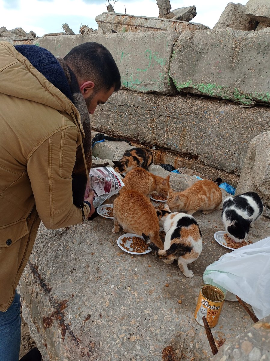 Ican use your help reach my fundraising goal to provide food for  cats who are suffering from war.Every share and donation makes a difference. paypal.me/help1animals We're making progress with donations and would appreciate the help to help homelesscats bless their hearts please