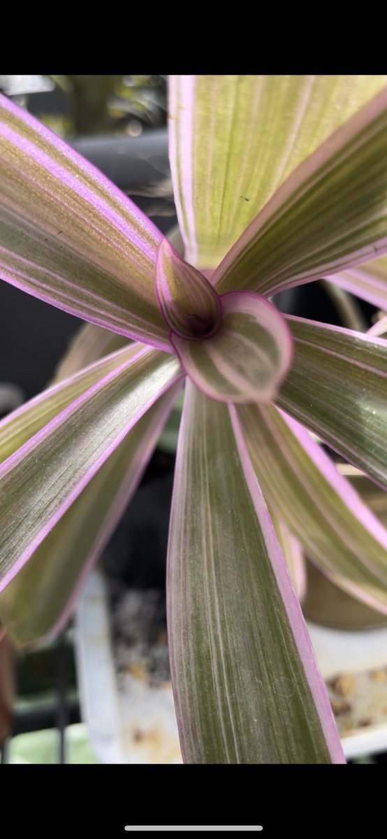 BsBotanicals's tweet photo. Close up of my Tradescantia Spathacea! 

What a marvelous capture 📷🌱🪴

#plants #plantsoftwitter #4k #BABYMONSTER #fridaymorning #talkwithbecky #flowers https://t.co/2DF6jGzP9i