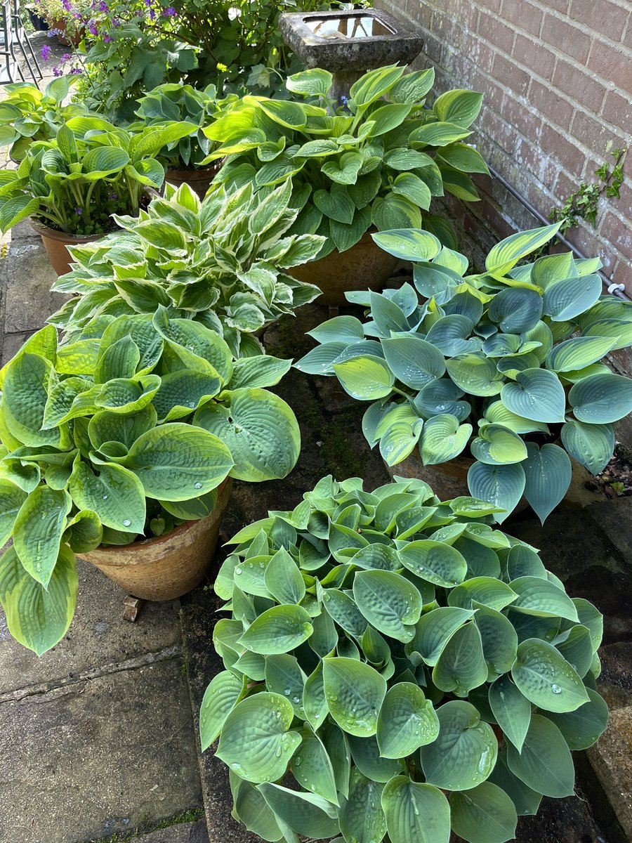 Sophie’s in the garden 🐝🌱💚🌸 🐦 tweet media