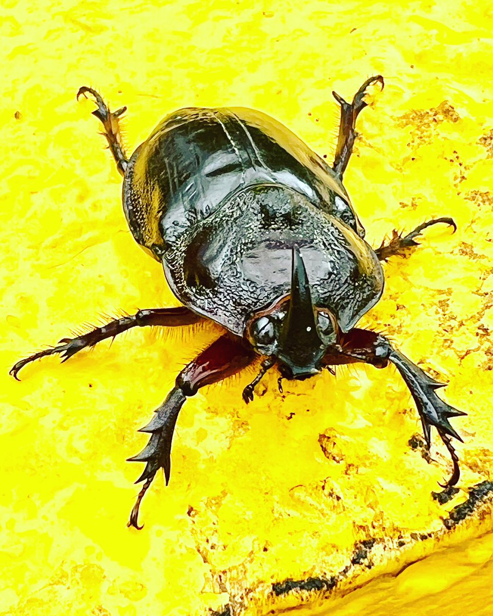 megsquitophd's tweet photo. Genus Heterogomphus. 
Happy little Rhinoceros Beetle!
#entoAF #Ecuador https://t.co/YLIrotQEyD