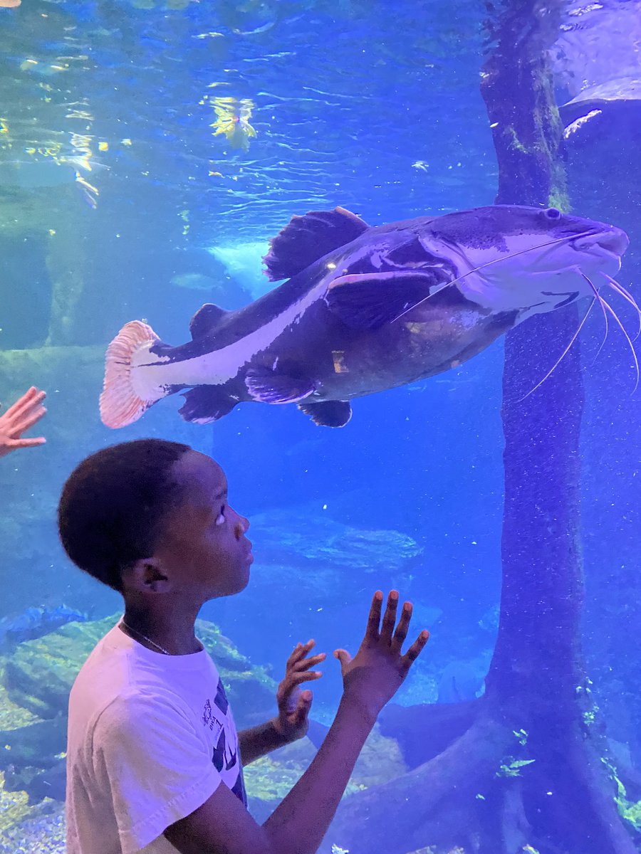 mortonmath7's tweet photo. We had such an amazing trip to the Dallas World Aquarium! Thank you to all the chaperones and staff at the aquarium for making it possible. @AquariumDallas @BeaverMST_Stars https://t.co/GGDiQxkizo