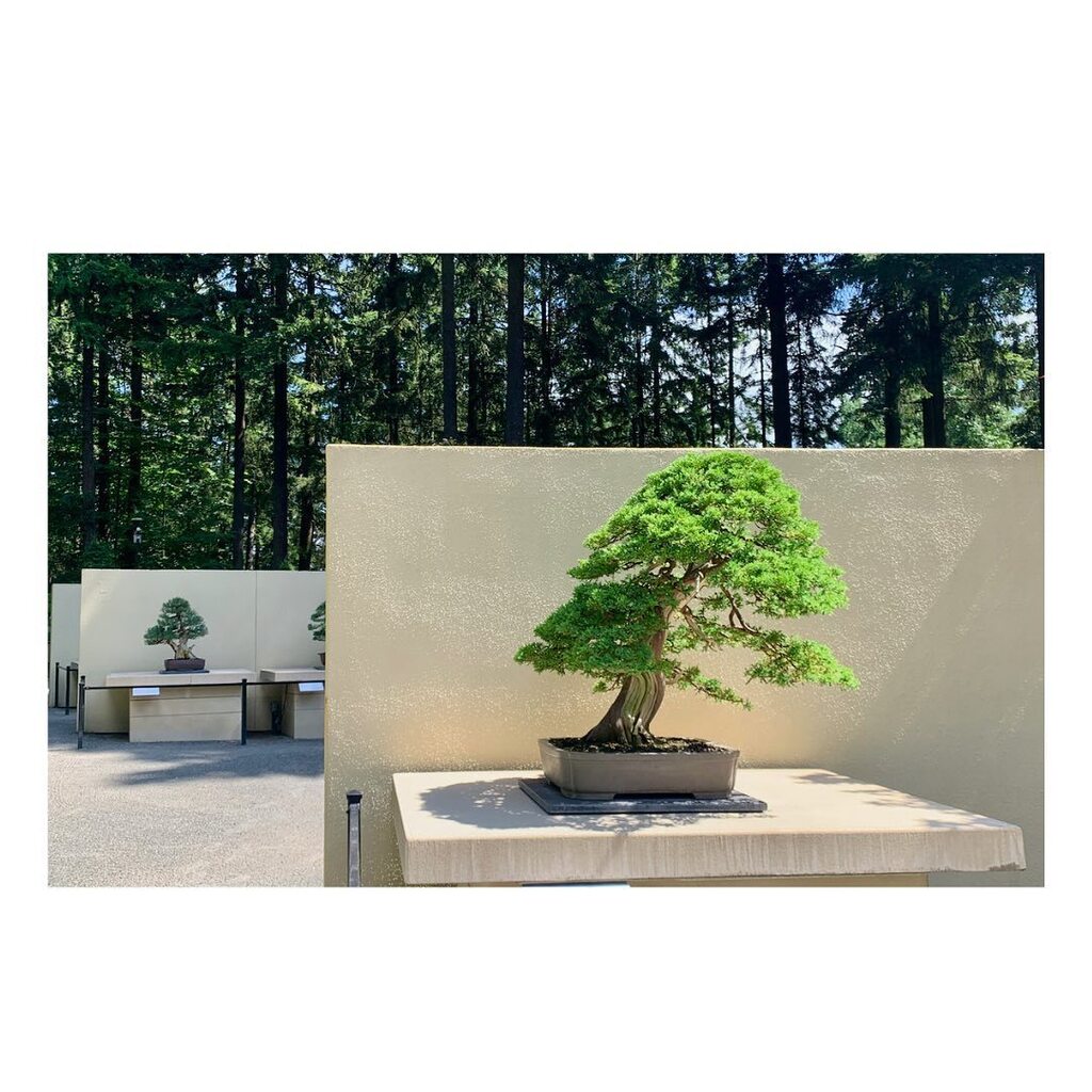 Explore the Pacific Bonsai Museum, and learn about the history of the bonsai trees on display, as we are led through the museum by one of their docents. You'll have the opportunity to capture these beautiful trees and get tips and techniques along the wa… instagr.am/p/CsJ7Sunvo7J/