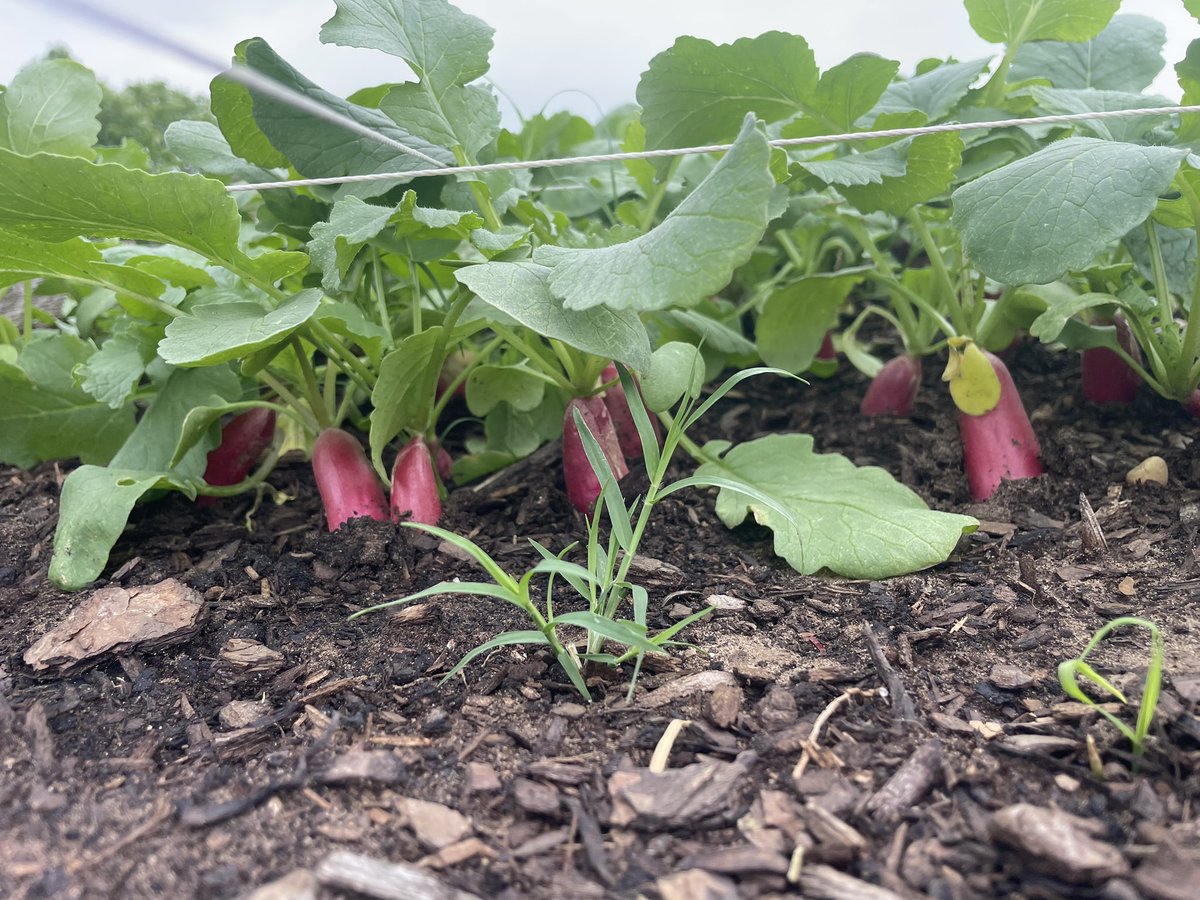 msrachelours's tweet photo. 1st grade planted radishes last month. Our harvest today was bountiful! Plenty for everyone to take one home for a taste test. 😍 https://t.co/NQXtHdVGIQ