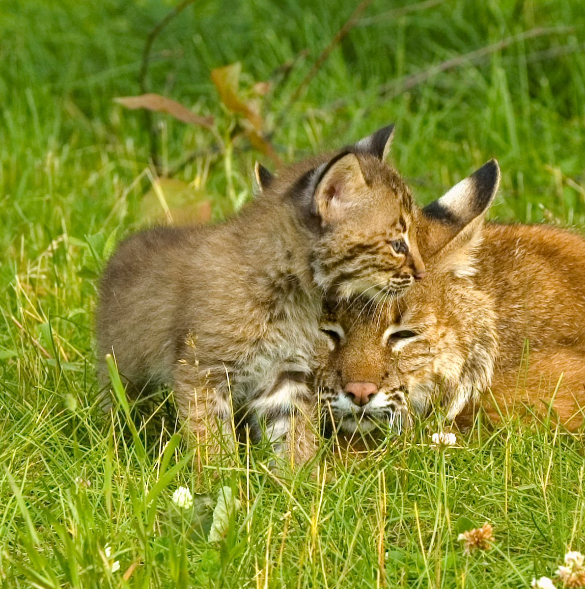 WillCoForests's tweet photo. "Mothers and their children are in a category all their own. There's no bond so strong in the entire world. No love so instantaneous and forgiving." — Gail Tsukiyama

Happy #MothersDay to all the moms and animal moms out there! https://t.co/POL8zL1DqL