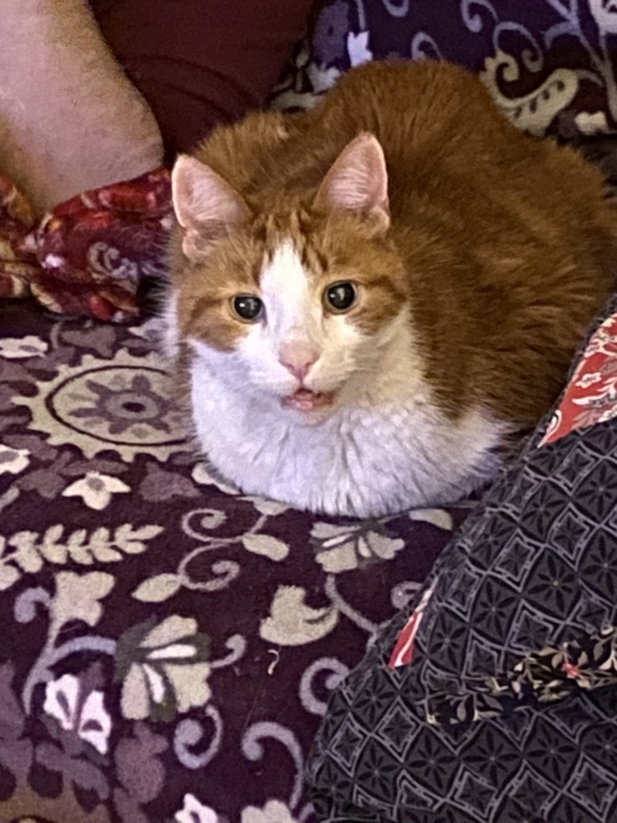 darkwriter_art's tweet photo. Rest in peace my beautiful boy. I’m going to miss you more than you can know. https://t.co/AP9sptxElf