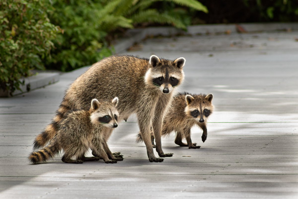 WillCoForests's tweet photo. "Mothers and their children are in a category all their own. There's no bond so strong in the entire world. No love so instantaneous and forgiving." — Gail Tsukiyama

Happy #MothersDay to all the moms and animal moms out there! https://t.co/POL8zL1DqL