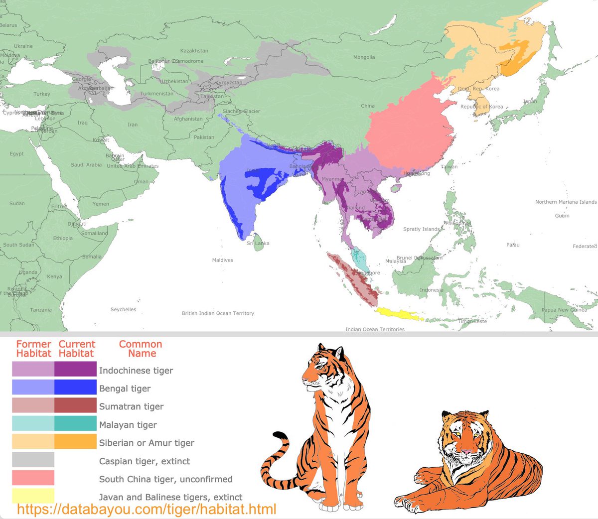 MobGenos's tweet photo. @_therevelator_ @Zhidubem @amandahenry546 @InternetH0F Bears do indeed live where tigers do, hyenas are scavenger but do hunt in packs, and snakes absolutely can and will hunt tiger cubs. Idk why you are trying to fight facts I really just don’t get it. It’s a yes or no answer and the answer is yes. https://t.co/hmSqe8Q0Mj