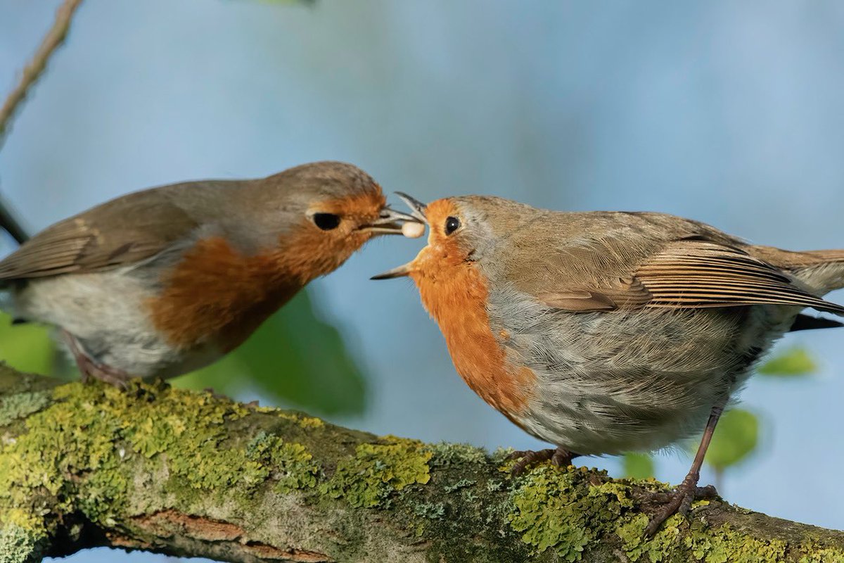 Food pass this morning at Seaton Marshes, taken just before the clouds rolled in.