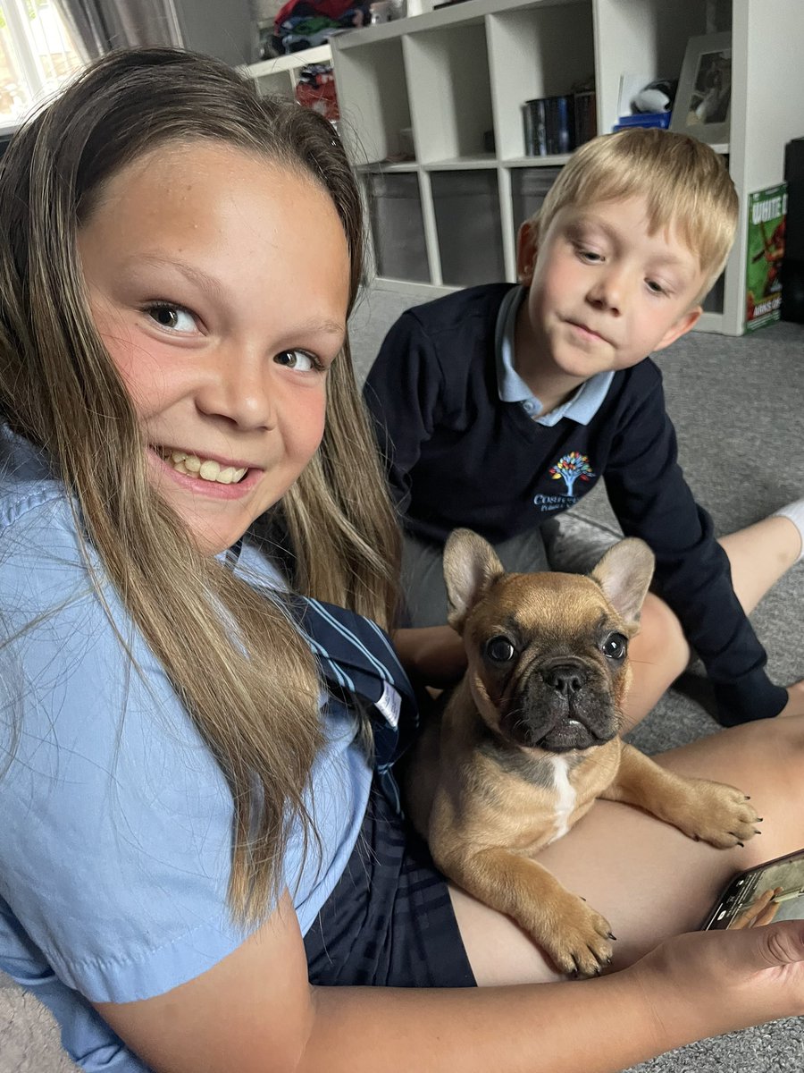 Think they missed him while at school #frenchbulldogs #frenchbulldogpuppy #frenchie #happykids #hugothefrenchie