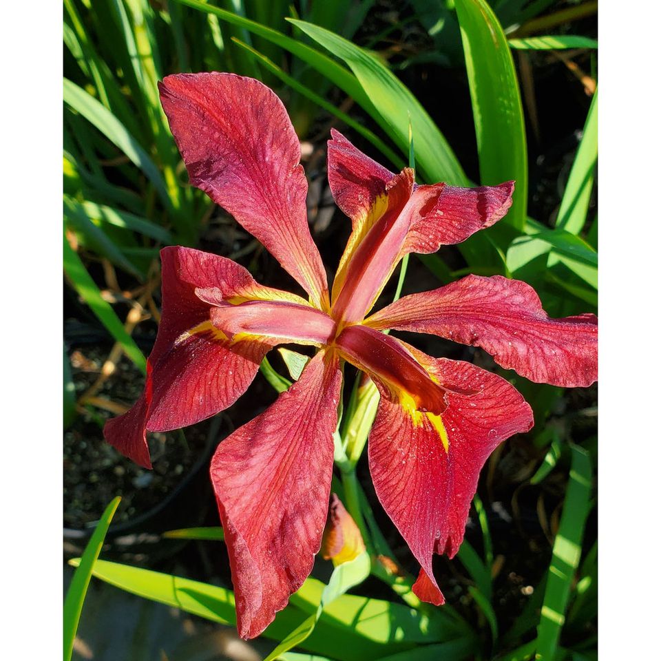This is one bold flower! Louisiana Iris 'Boiled Crawfish' has standards of cadmium red with darker veining; Falls same as standards, bright golden yellow steeple signals; slight musky fragrance. Order it at threeshovelsfarm.com/products/louis… #flowerfriday #iris #redflowers