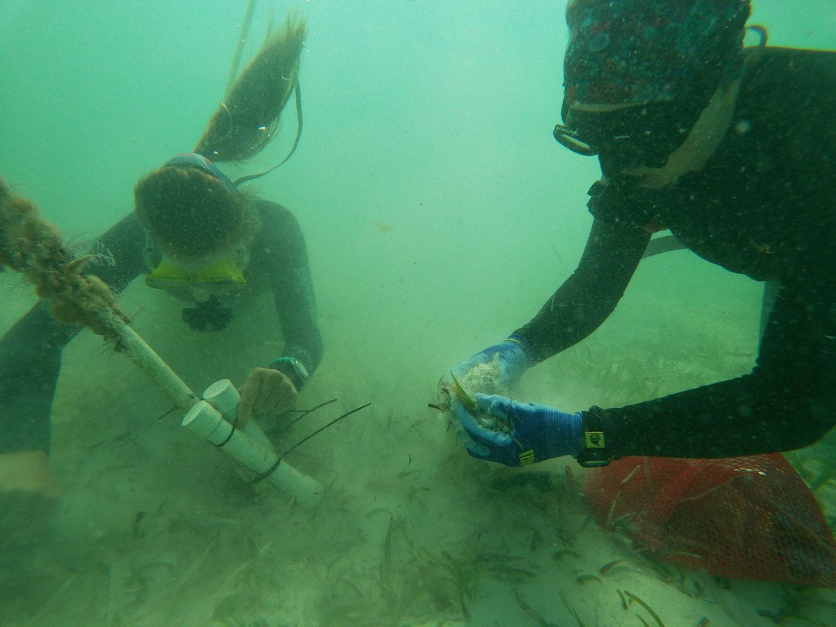 Coastal Ecology and Conservation Lab tweet media