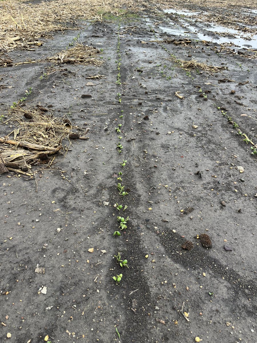 Roger Toquam tweet media