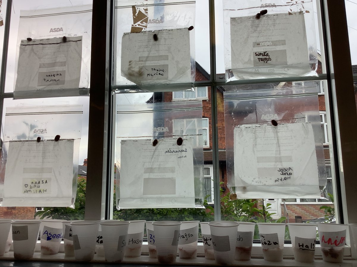 SpringfAcademy's tweet image. In year 2 today, children set up their own hydroponics (process of growing plants in water with nutrients, without soil) farm in the classroom to grow their broad beans! We then made a prediction of what we thought would happen to the beans! #hydroponicsexperiment #year2science