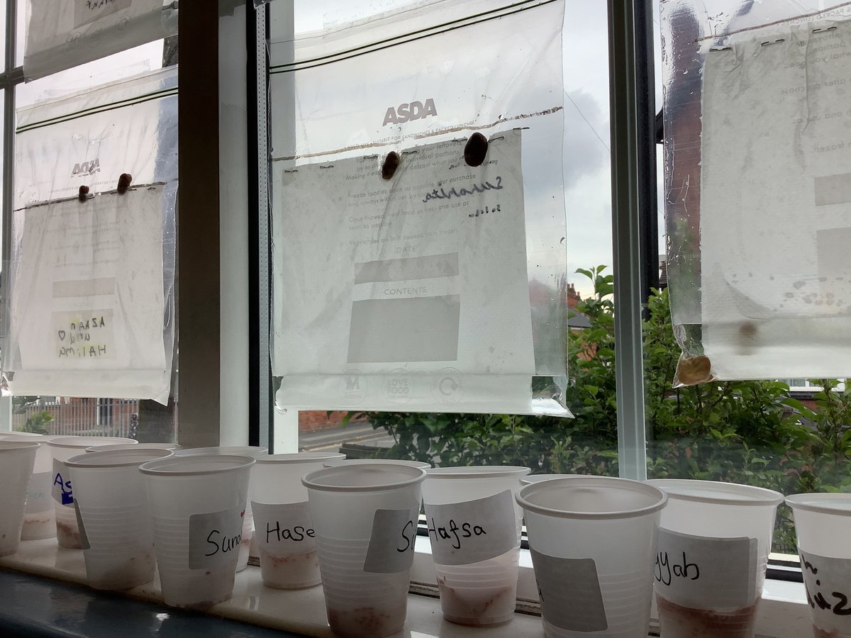 SpringfAcademy's tweet image. In year 2 today, children set up their own hydroponics (process of growing plants in water with nutrients, without soil) farm in the classroom to grow their broad beans! We then made a prediction of what we thought would happen to the beans! #hydroponicsexperiment #year2science