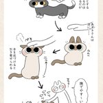 撫でようとして避けられちゃうのは猫あるあるだけど･･･!とっても可愛い愛猫のお話を描いた猫漫画が話題に!