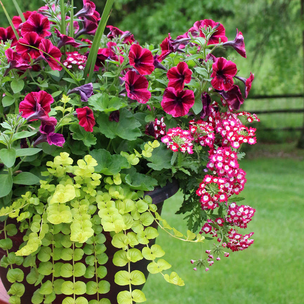 StauffersKH's tweet image. Get creative!  Planters and window boxes are a great way to incorporate flowers into your garden oasis.  Add color to your deck, porch, and patio or even along a walkway, or even a fire escape.  #gardenplanters #windowboxes