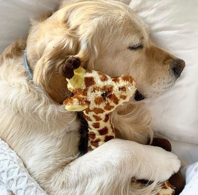 💖 (@twaniimals) on Twitter photo 