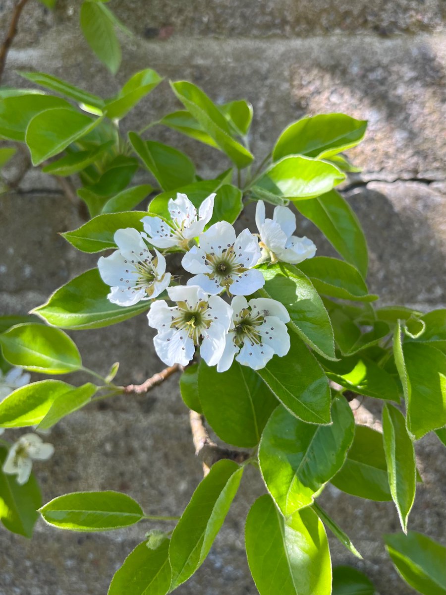 notklev's tweet image. Pear blossom!! My favorit blossom