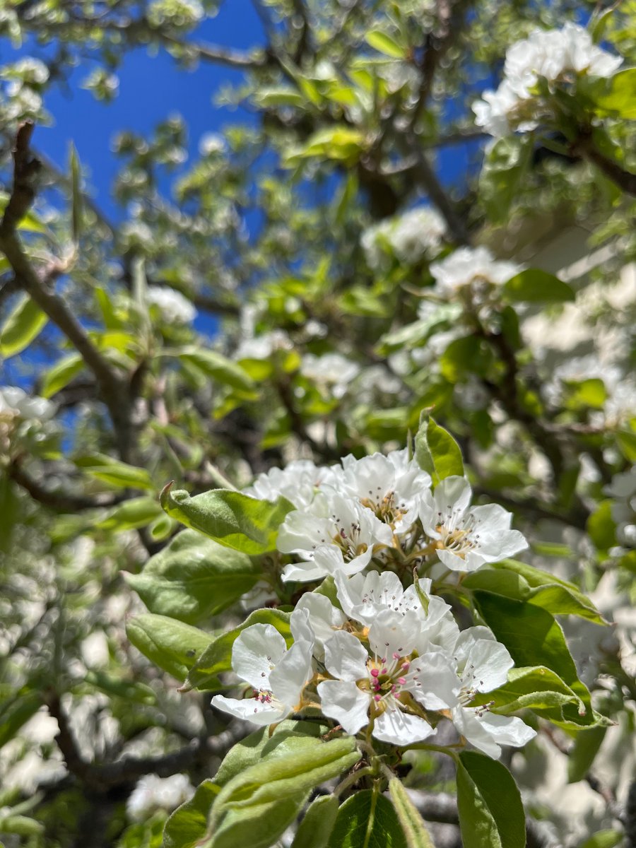 notklev's tweet image. Pear blossom!! My favorit blossom