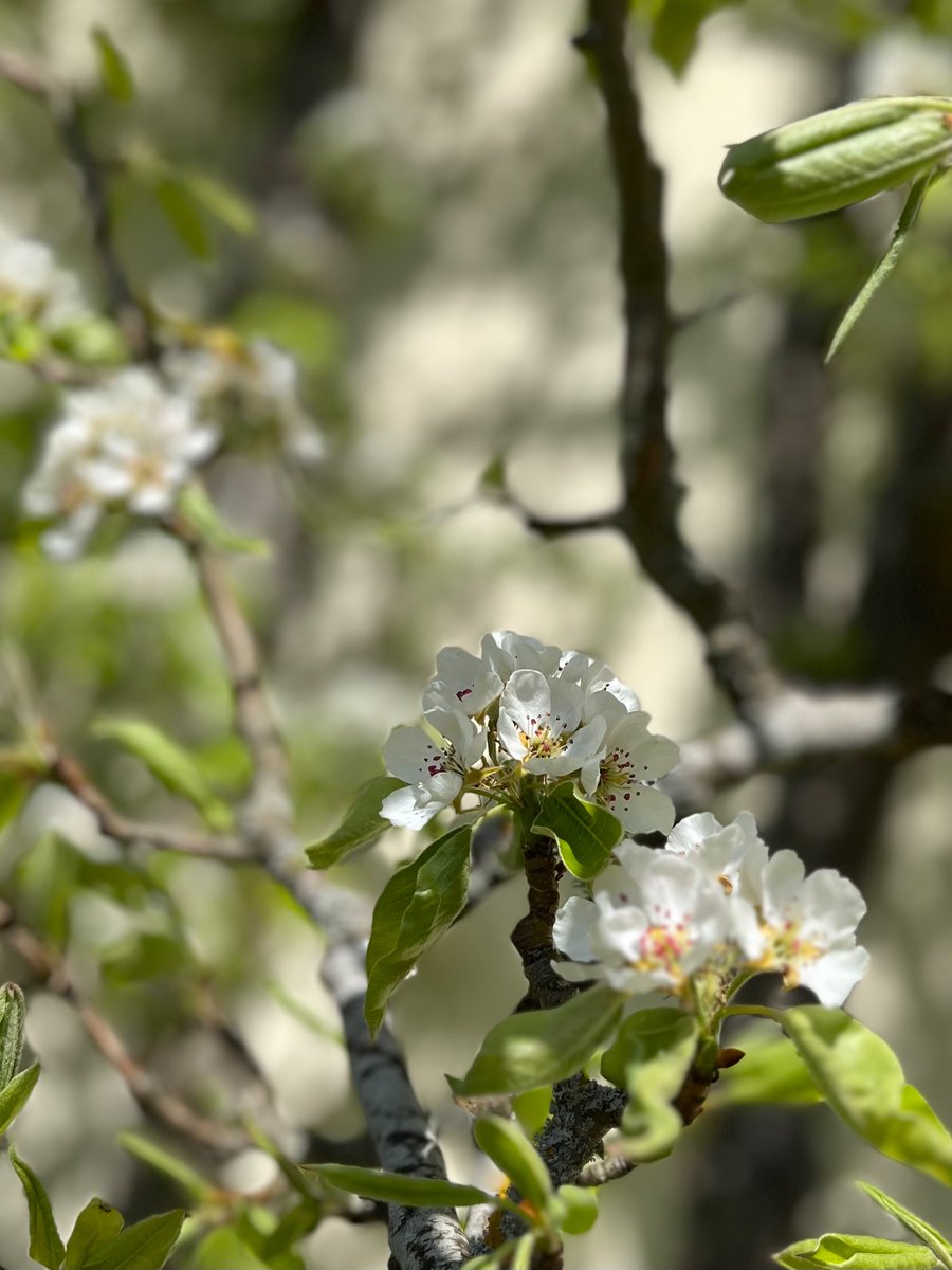 notklev's tweet image. Pear blossom!! My favorit blossom