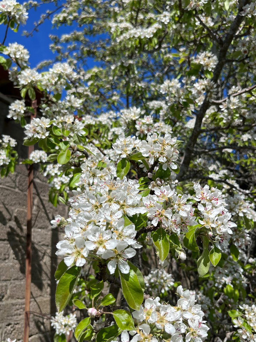 notklev's tweet image. Pear blossom!! My favorit blossom