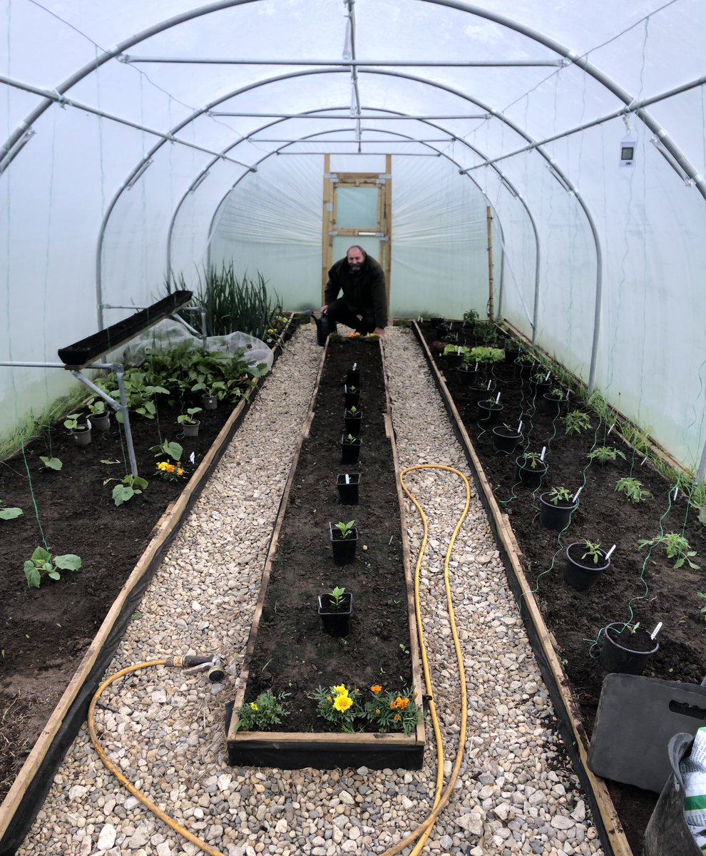 csb65's tweet photo. #polytunnel filling up as we take out some of the veg planted in spring. melons,cucumbers peppers and aubergines going in as they get to the right size.Leeks,cauli, cabbage,sweetcorn,pumpkins, sprouts,radish,beets,parsnip,turnip all out too.good job we like veg! #livingthedream https://t.co/u6bqLKrkh5