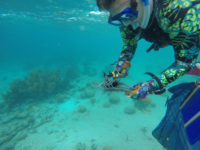 SeaGrant's tweet photo. When long-spined sea urchins quickly declined in the Caribbean, scientists rushed in to find the cause.
With help from @FloridaSeaGrant, they made a discovery that will impact future #coralreef🪸 conservation efforts: https://t.co/dkLLrYZnGS
#SeaGrantFunded #WhySeaGrant https://t.co/ivJBcnl0SQ