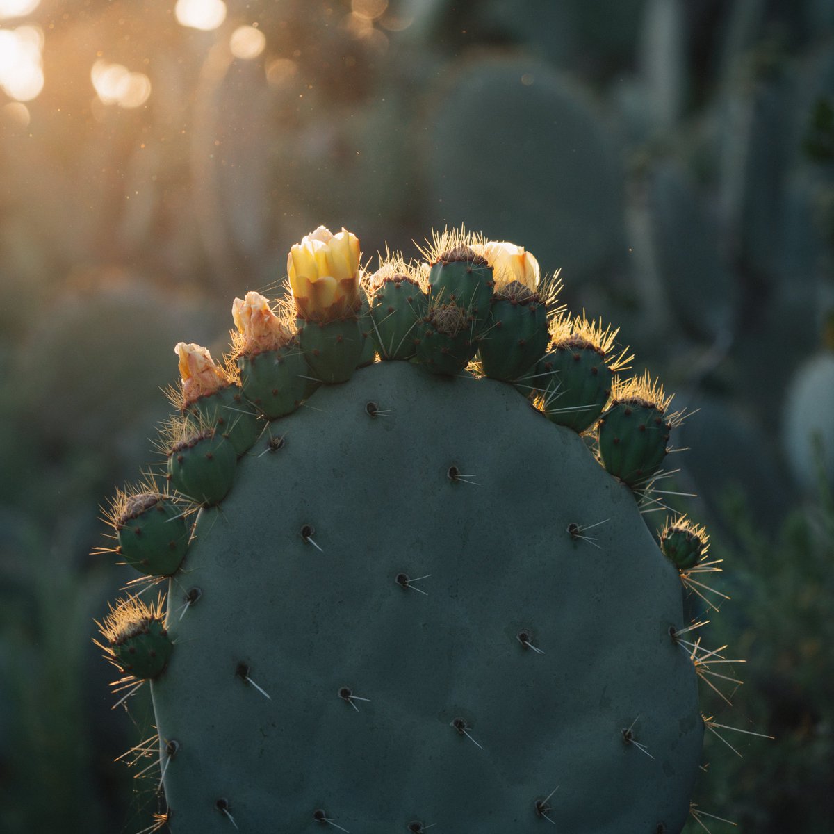 anoblevision's tweet photo. GM 🌵🌞 https://t.co/bPKFuSUAvV