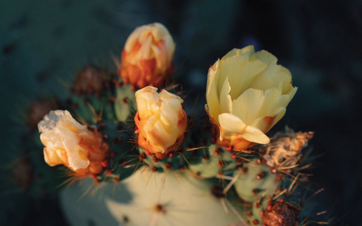 anoblevision's tweet photo. GM 🌵🌞 https://t.co/bPKFuSUAvV