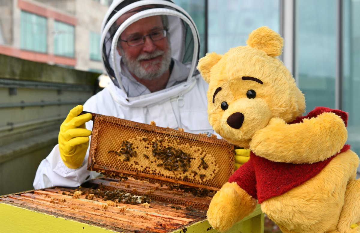 To celebrate the new musical stage adaptation of Winnie the Pooh that opens at @brumhippodrome next month. Pooh took a visit to meet our Bee's to learn all about Honey!