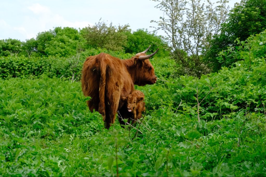 Op #deStaart zijn nu jonge kalfjes. Het is gebruikelijk dat de koe ze de eerste weken verstopt. Een klein kalfje alleen is dus normaal. Laat het met rust en raak het niet aan! Moeder is vaak in de buurt. <a href="/FREE_Nature/">FREE Nature</a> @HW_Landschap <a href="/gemeenteHW/">gemeenteHW</a>