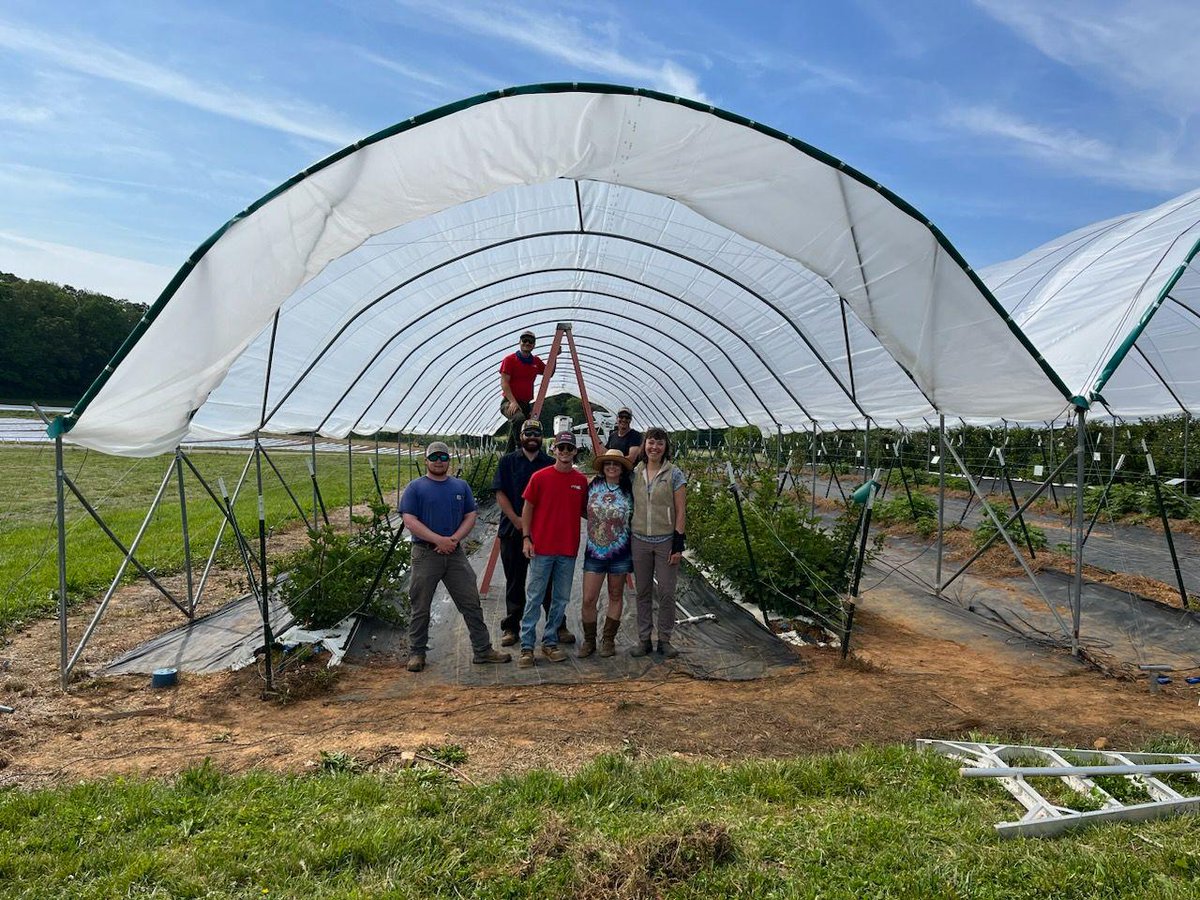 Our blackberry production &amp; research is reaching new heights!  So thankful for a great crew that is making that happen!