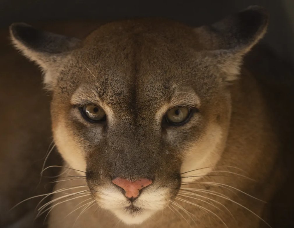 A volta da onça-parda, um felino resiliente - reaparecimento no Rio de  Janeiro