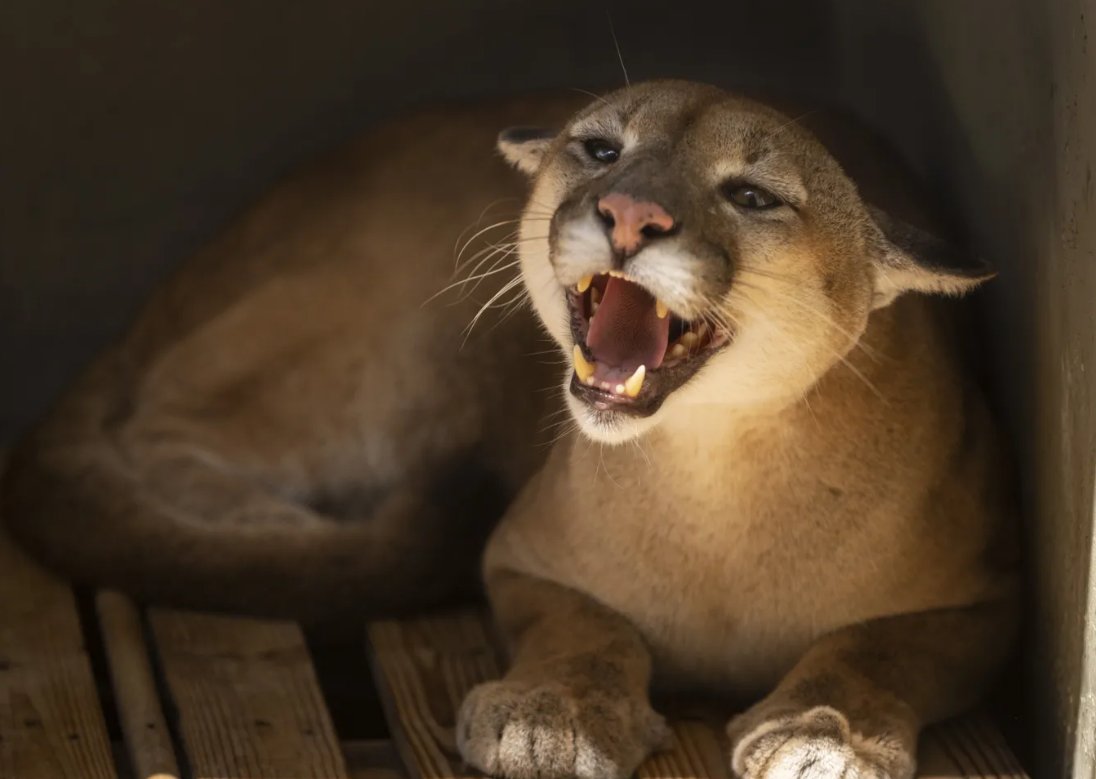 Onça-parda que foi resgata em uma propriedade rural no interior do estado do RJ, foi diagnosticada com FIV, a Aids felina, comum em gatos domésticos. Ela teve contato com um gato que possuía a doença.  Eutanásia ou prisão perpétua, são as duas opções agora com ela.