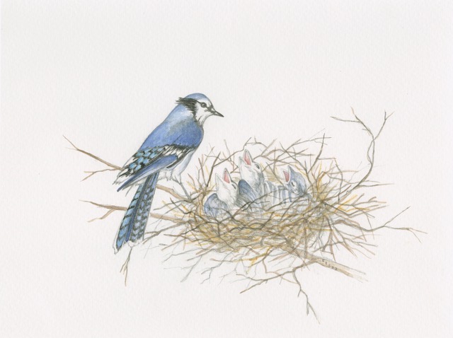 PiedmontPhysic's tweet photo. Happy Mother's Day from the Piedmont Physic Garden in Union, South Carolina. Painting by Elizabeth Switzer  #HappyMothersDay #birdart #wildlifeart #babybirds #birdlovers #SouthCarolina https://t.co/FF54YwpNHU