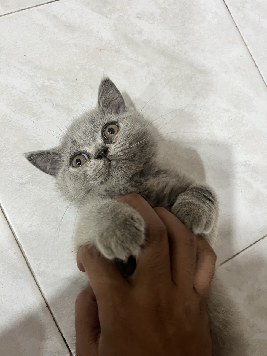SyahmiShahat's tweet photo. Welcome home budak! Tak dengo cakap ko duduk dgn emot kat luo! https://t.co/rl773bFWDW