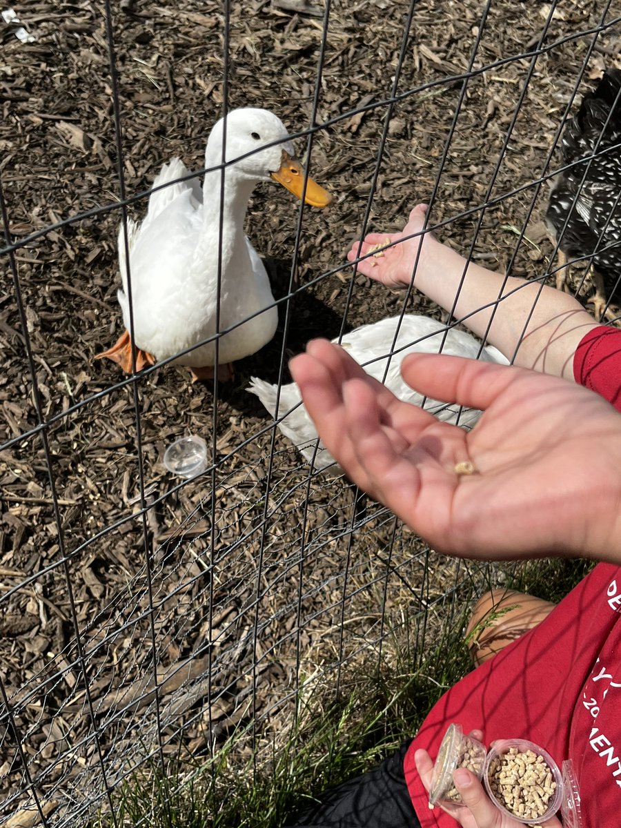 ricktkrause's tweet photo. @deltakellyelem1 What a fantastic learning opportunity for #4thgrade students to learn about the farmers and the awesome #duttonfarm community. #mtsscoach @rochcommschools https://t.co/X8PREvFcjJ