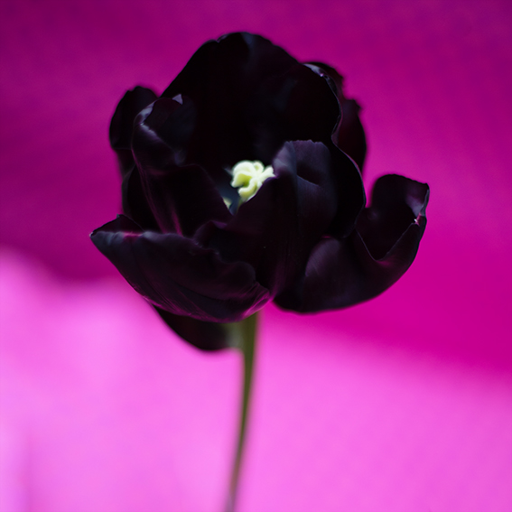 Diane Patrice (@dianepatrice) on Twitter photo 