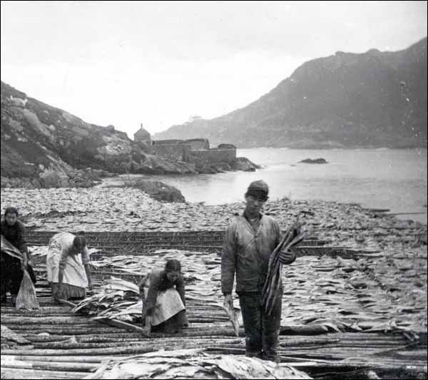 PMonty18's tweet photo. Drying #Cod on Flakes, pre-1898 #Newfoundland. The rocky shore of #Newfoundland resulted in the construction large wooden drying platforms called flakes. Made from pine, they expanded the already crampt shore area for drying the cod as part of inshore fisheries.#FishArchitecture https://t.co/7v20GmJme4