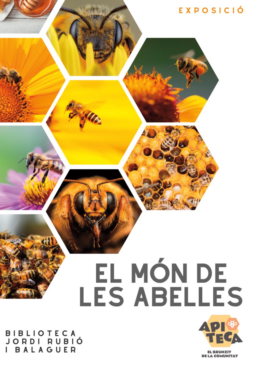 bibliotequeSBOI's tweet photo. Exposició EL MÓN DE LES ABELLES
Una petita aproximació al món d'aquestes fantàstiques criatures.
📆 Fins al 18 de maig
📌Biblioteca Jordi Rubió
#apiteca #biblioJRB #quefemalesbiblios #exposició #agendaSB #beealert #elbrunzitdelacomunitat https://t.co/6qpOrTqa5N