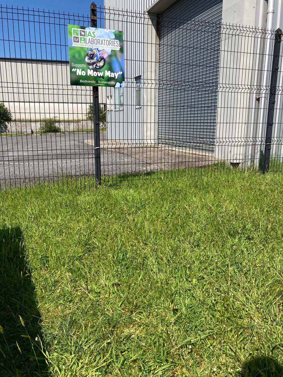 IASLabs's tweet photo. To help with our native wildflowers including Dandelions, Clover etc which helps our bees and other pollinators who are very active this time of year - IAS has retired the Lawnmower for the month of May!

Supporting #nomowmay we are letting our green area in front of the Lab. https://t.co/82LsUO9lFr