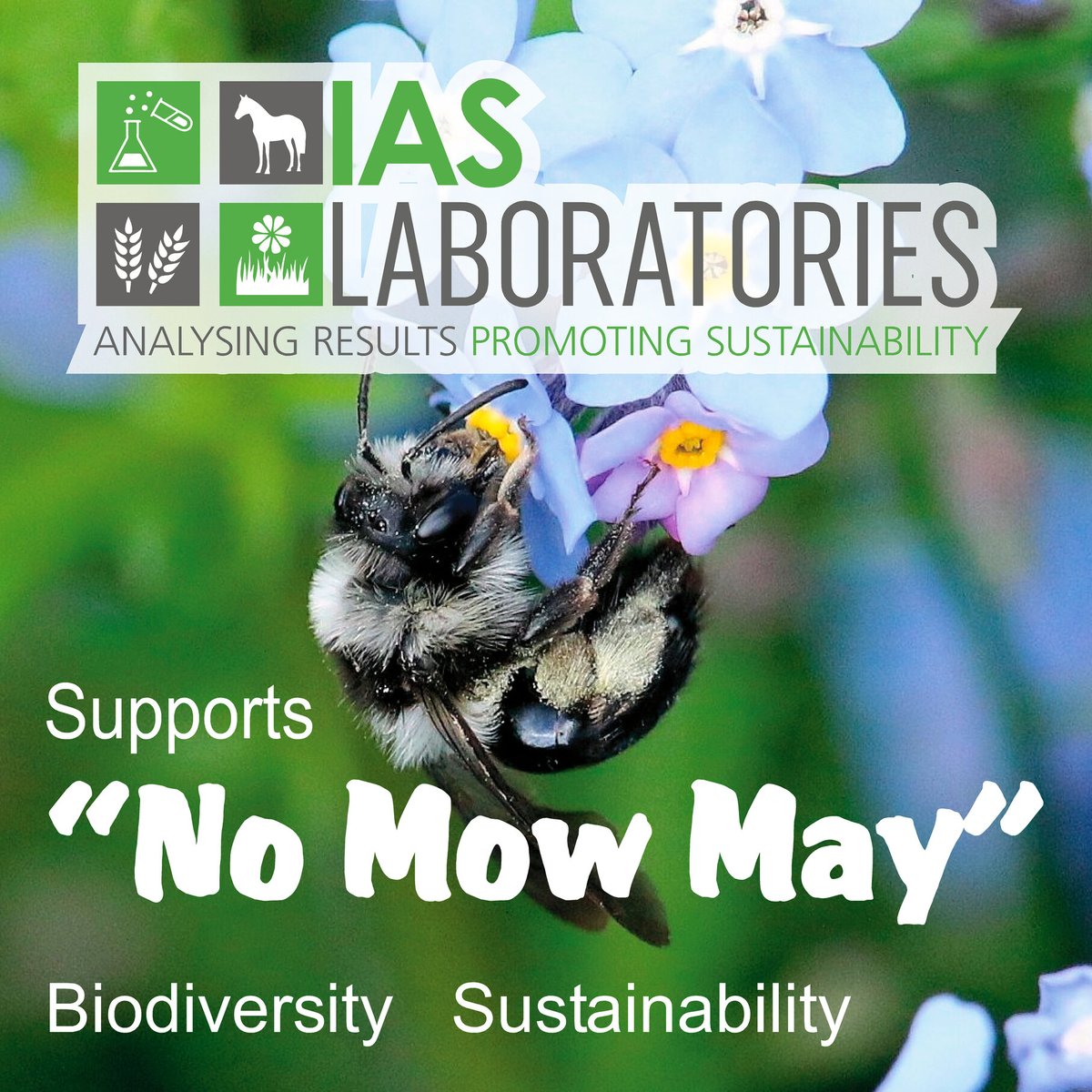 IASLabs's tweet photo. To help with our native wildflowers including Dandelions, Clover etc which helps our bees and other pollinators who are very active this time of year - IAS has retired the Lawnmower for the month of May!

Supporting #nomowmay we are letting our green area in front of the Lab. https://t.co/82LsUO9lFr