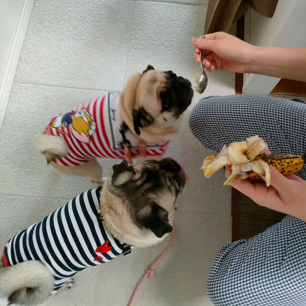 brewry_days's tweet photo. 朝バナナダイエット？🍌
#朝バナナ 　#パグ　#ぱぐ 　#pug 
#多頭飼い https://t.co/8g1kw3gFk8