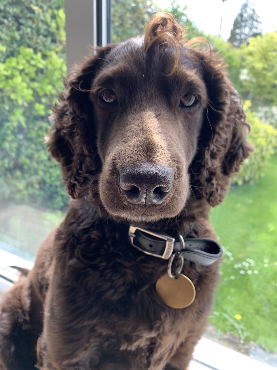 Andy_Wheatley's tweet photo. Field Marshal JPC has admonished the regiment for posting that awful footage of Nigel Führer dancing to Reich Said Fred and ordered me to put up a picture of a very good boy instead. 

#wellhello #dingdong https://t.co/GFHbotMbv5