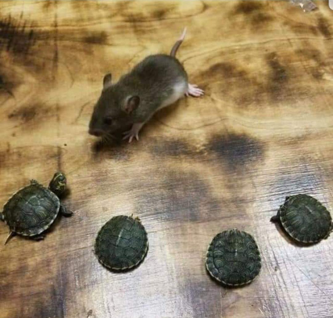 Turtle Troop tweet media