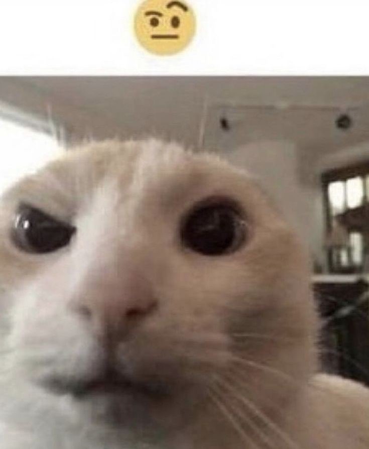 Wreyst tweet media