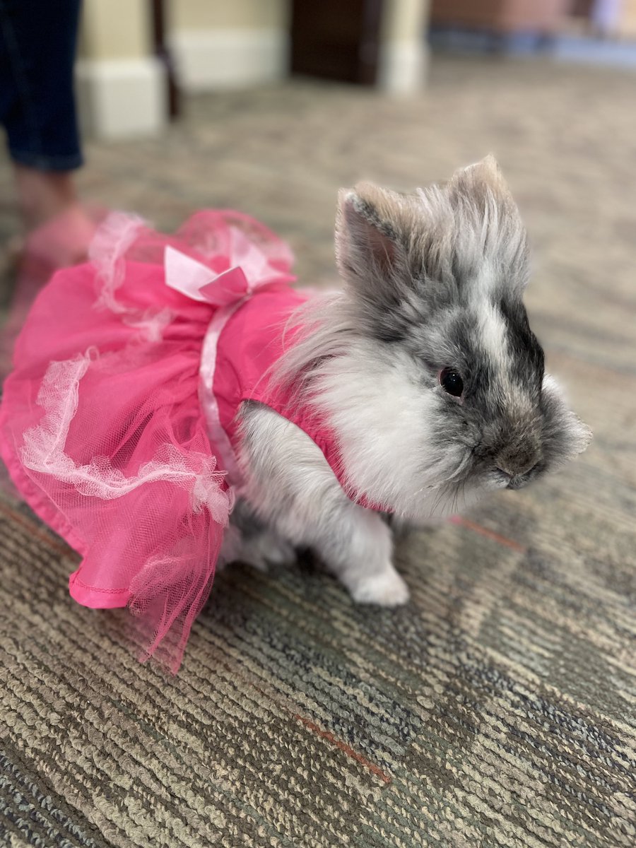 BunSilver's tweet photo. SBB has a new baby sister named, Bunny! Bunny is a rescue from Oakland Animal Rescue Service @Oaklandside @Oakland! They’ve had so much fun together and are chase each other. They are two 🫛s in a pod! https://t.co/QTNmT8TLOB