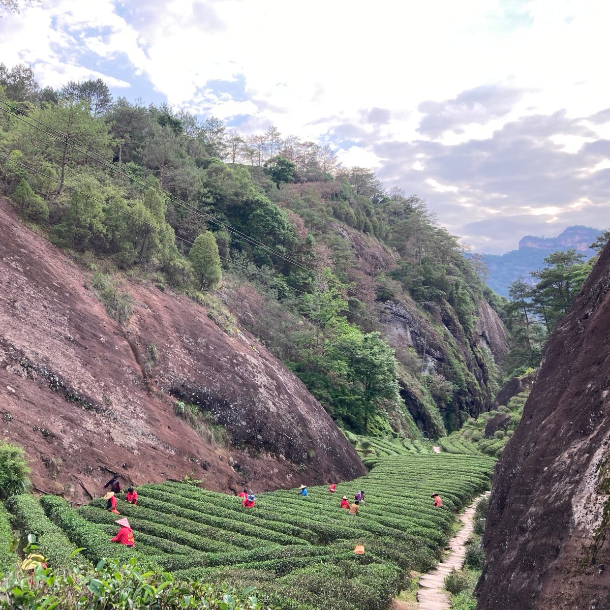 teadrunknyc's tweet photo. All of Tea Drunk's teas hail from the most prestigious terroirs for tea in the world, and Wu Yi Shan is one of them. A @unesco World Heritage Site, famed for its cultural significance and incredible biodiversity conservation.
#YanCha #WuLong #Oolong #WuYiYanCha #WuYiShan https://t.co/JwkiEHO7dt
