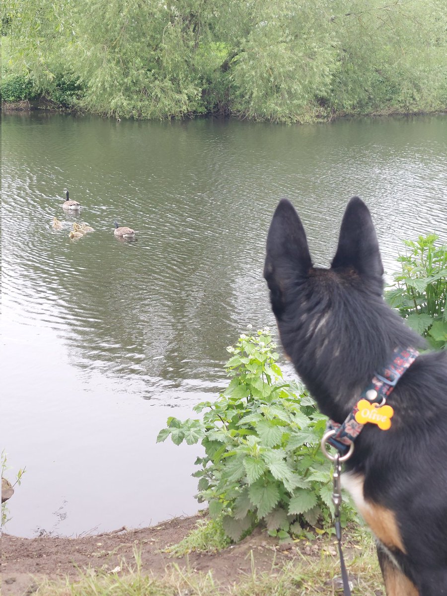 Hooman mum won't let me gets der goose mum. She ses babees too cute, but das pawcicely why dey must be eliminated deys competition #DogsofTwittter