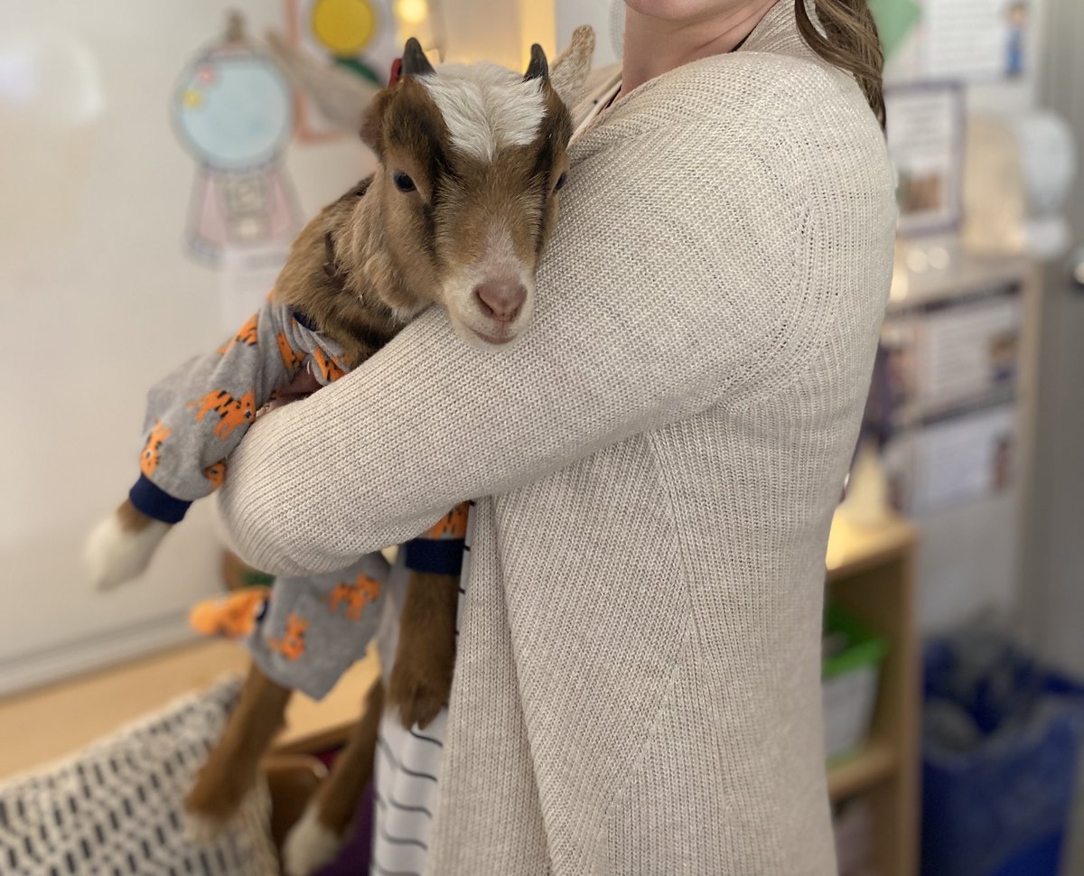 mlle_fsl's tweet photo. The highlight of our week. A baby goat came to visit yesterday!! Nous adorons les chèvres. ♥️🐐 

Hands were thoroughly washed after lol 
#surprisevisit #babygoat #bestdayever https://t.co/fOSbBvZm1F